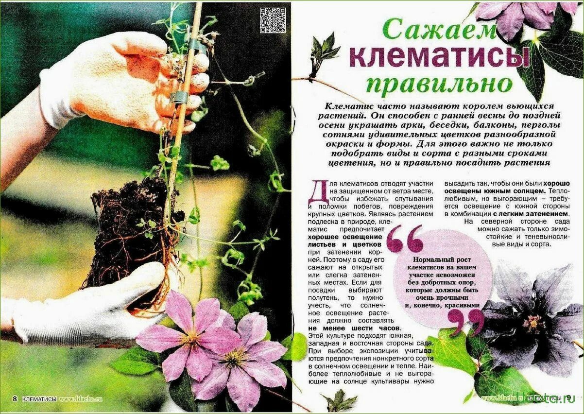 Клематис в марте как сохранить до посадки. Клематисы корневая. клематис корневище. сажаем клематис. клематис размножение.
