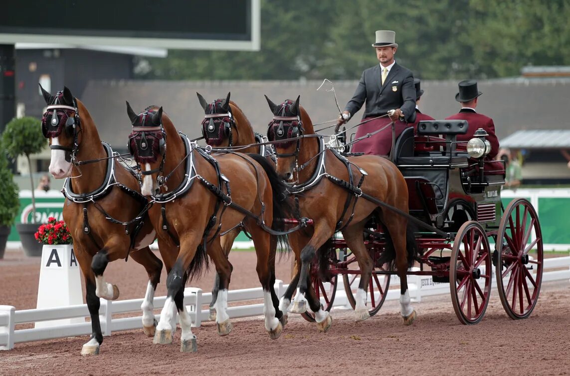 Driving horse. Драйвинг конный спорт. Вид конного спорта драйвинг. Драйвинг фризы. Конный экипаж.