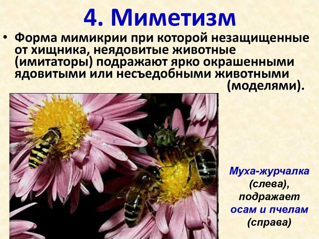 Миметизм это в биологии. Типы мимикрии. Мимикрия примеры животных. Мимикрия и миметизм.