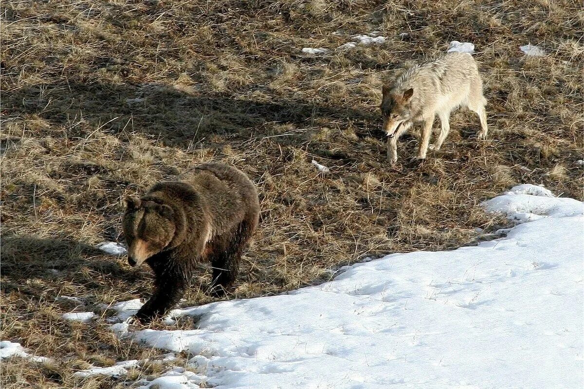 Волк против медведя. Йеллоустонский стая Волков. Медведь Гризли против Волков. Медведь в дикой природе. Волки нападают на медведя.