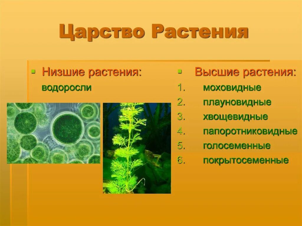 Группы водорослей примеры. Царство растений. Низшие растения. Высшие и низшие растения. Водоросли низшие растения.