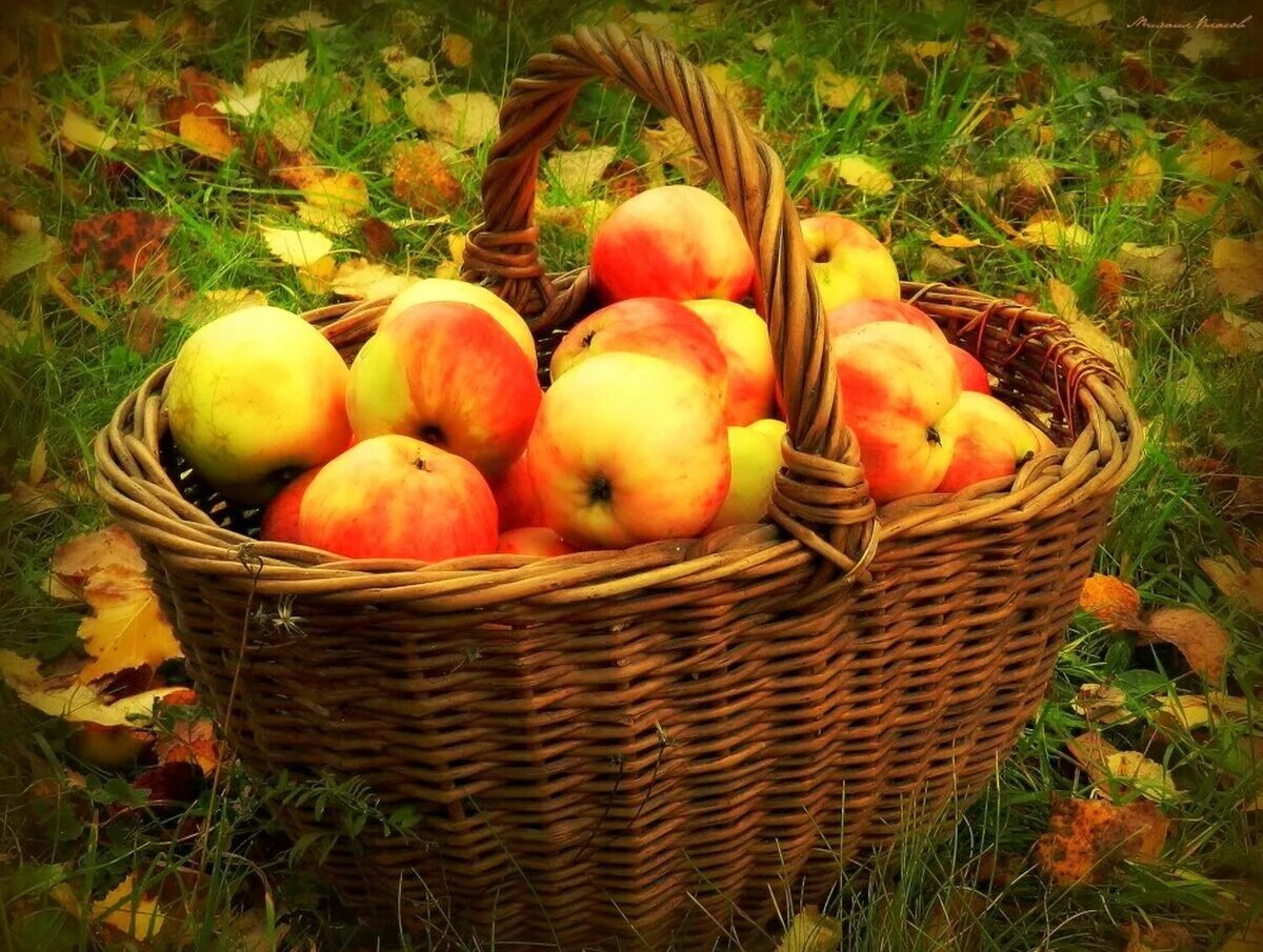 Осенью с яблони собрали яблоки желтые зеленые. Корзины с яблоками. Лукошко яблок. Осенние яблоки. Яблоки в осеннем саду.