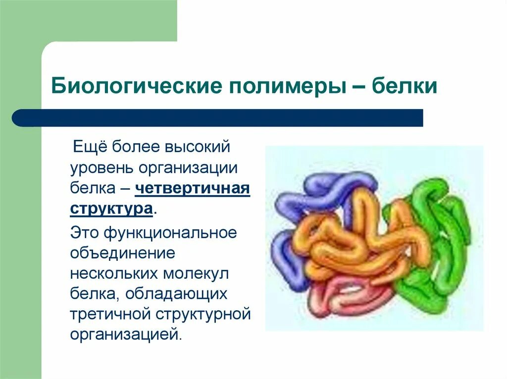 Белки многообразие. Биологические полимеры белки. Полимеры белки четвертичная структура. Белки биологические полимеры структура. Строение полимеров белков.