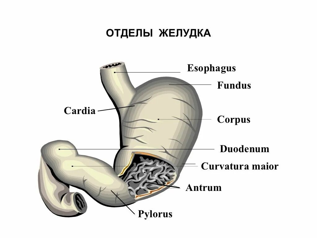 4 части желудка. Анатомия желудка антрум. Строение желудка антрум. Перечислите отделы желудка. Antrum анатомия желудка.