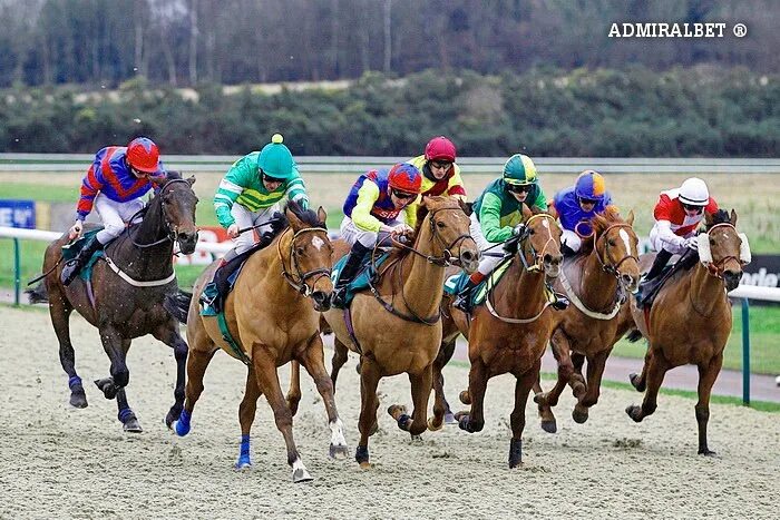Мельбурнский кубок. Виды конного бега. Ели скачки. Royal horse racing (royal ascot race). Ипподром калифорния.