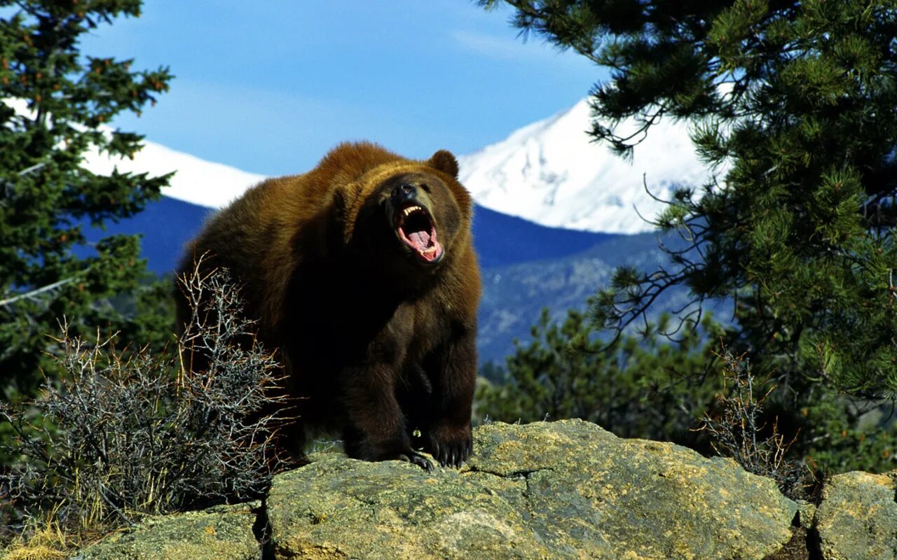 Северная Америка медведь Гризли. Бурый медведь (Ursus arctos). Гризли североамериканский бурый медведь. Бурый медведь Сихотэ Алинь. Аю дж