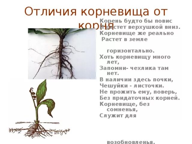 У корневища отсутствуют. У корневища отсутствуют. Корневища растения пырей схема. Отдел риниофиты презентация. У корневища отсутствуют.