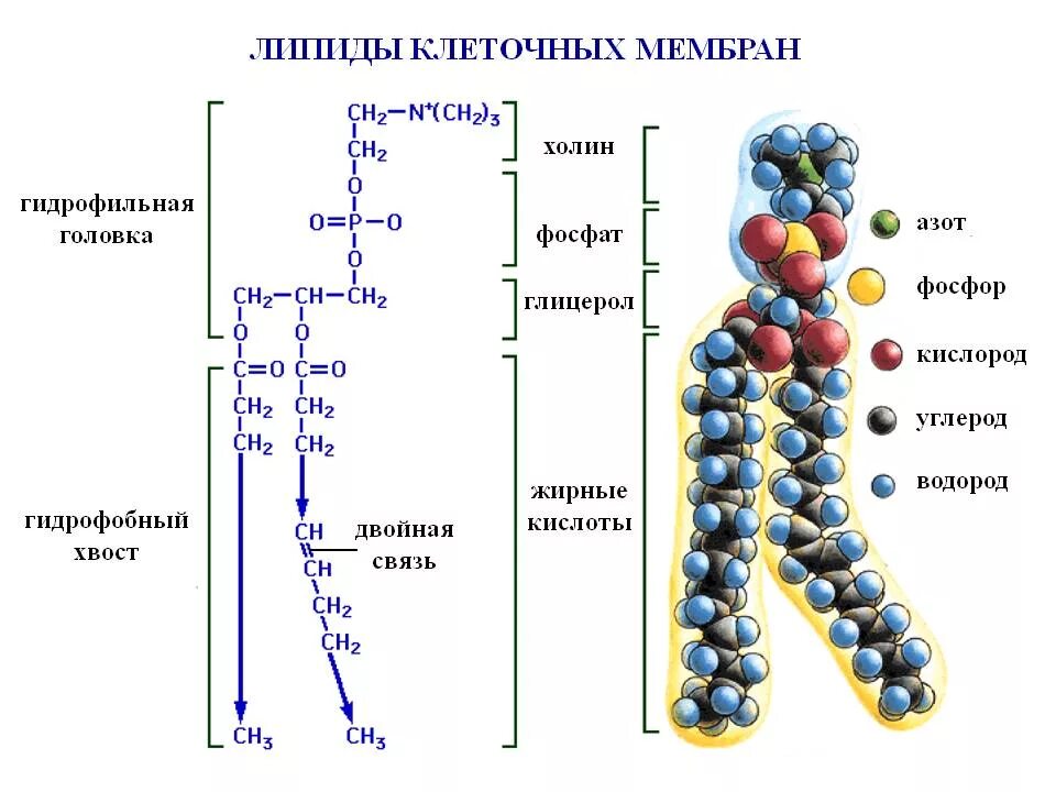 Функции липидов. Липиды производные мирные кислоты. Молекулы липидов функции. Липиды состав и строение. Строение мембраны клетки.