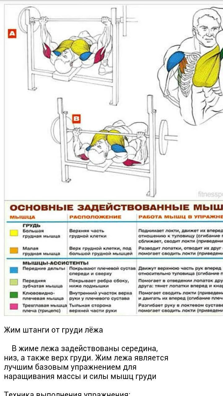 Упражнения на грудные мышцы. Базовые упражнения на грудные мышцы. Базовые упражнения для мышц груди. Упрочение для грудных мышц.