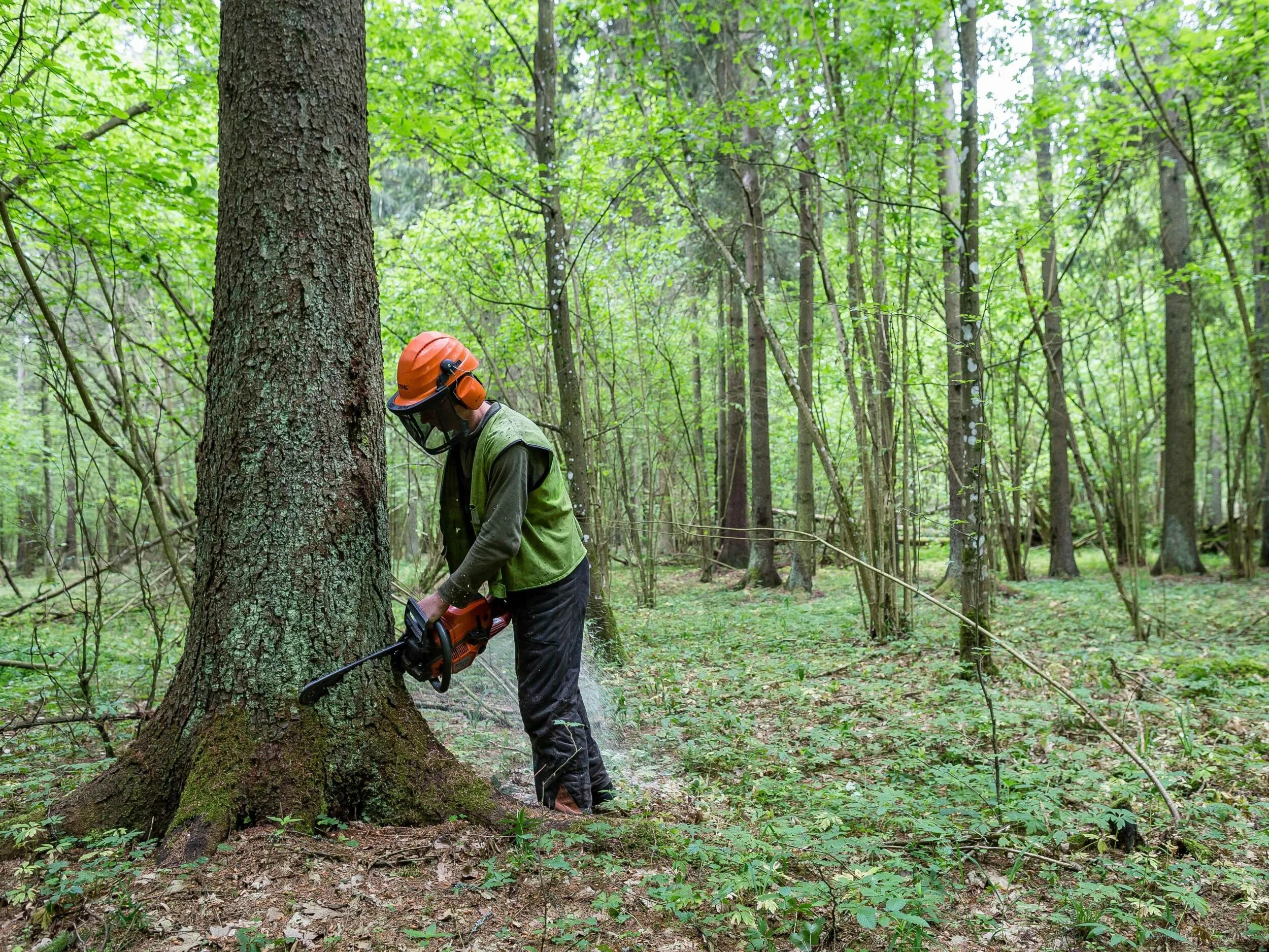 Cut down plant. Рубка леса. Срубают деревья. Леса Польши. Лес вырубка Европа.