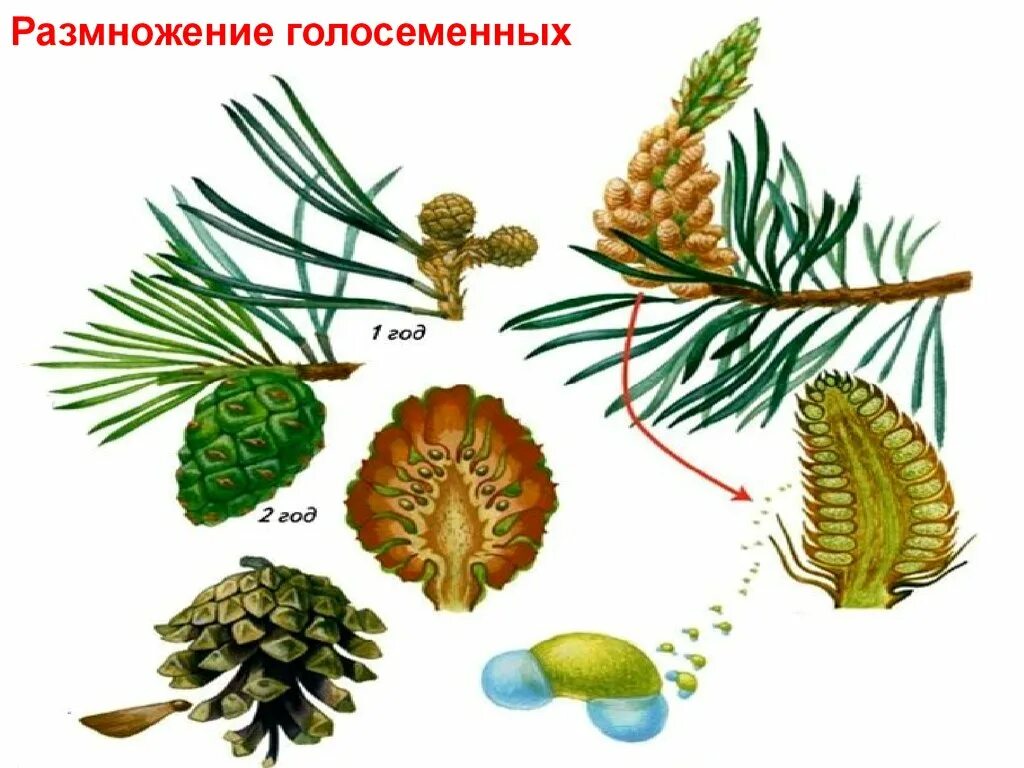 Приведи 3 примера голосеменных растений. Биология отдел Голосеменные. Размножение голосеменных шишки. Отдел голосеменных растений травы. Отдел Голосеменные растения цветок.