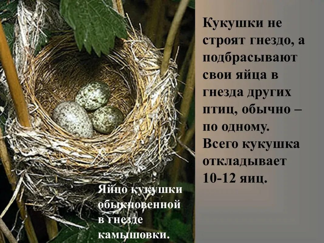 Его в свои гнезда и. Кукушка откладывает яйца в гнезда. гнездо кукушки. гнездо с яйцом кукушки. птичье гнездо.