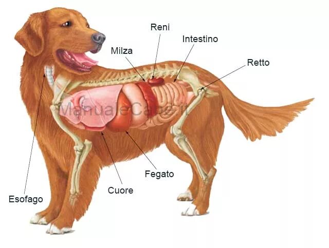 Анатомия селезенки собаки. Расположение органов у собаки. Строение собаки внутренние органы. Сердце собаки расположено