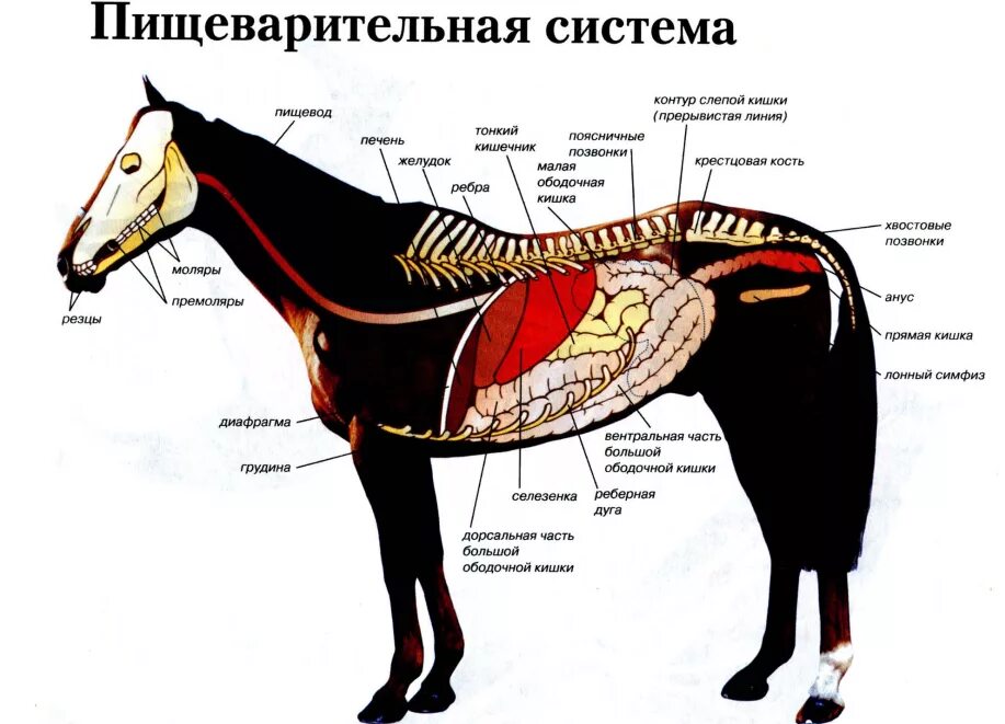 У каких животных печень. Пищеварительная система лошади анатомия. Система органов пищеварения лошади. Топография пищеварительной системы лошади. Строение пищеварительной системы лошади.