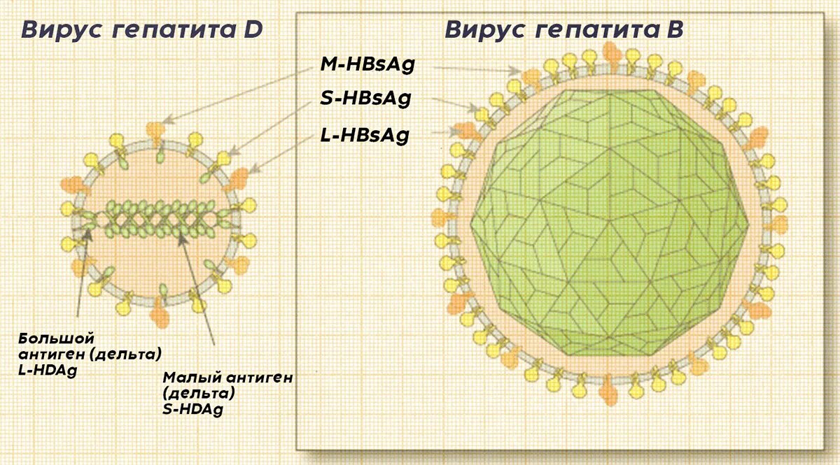 Поражаемые структуры гепатита в. Строение вируса гепатита д. Вирус гепатита Дельта. Схема строения вируса гепатита d. Строение вируса гепатита Дельта.
