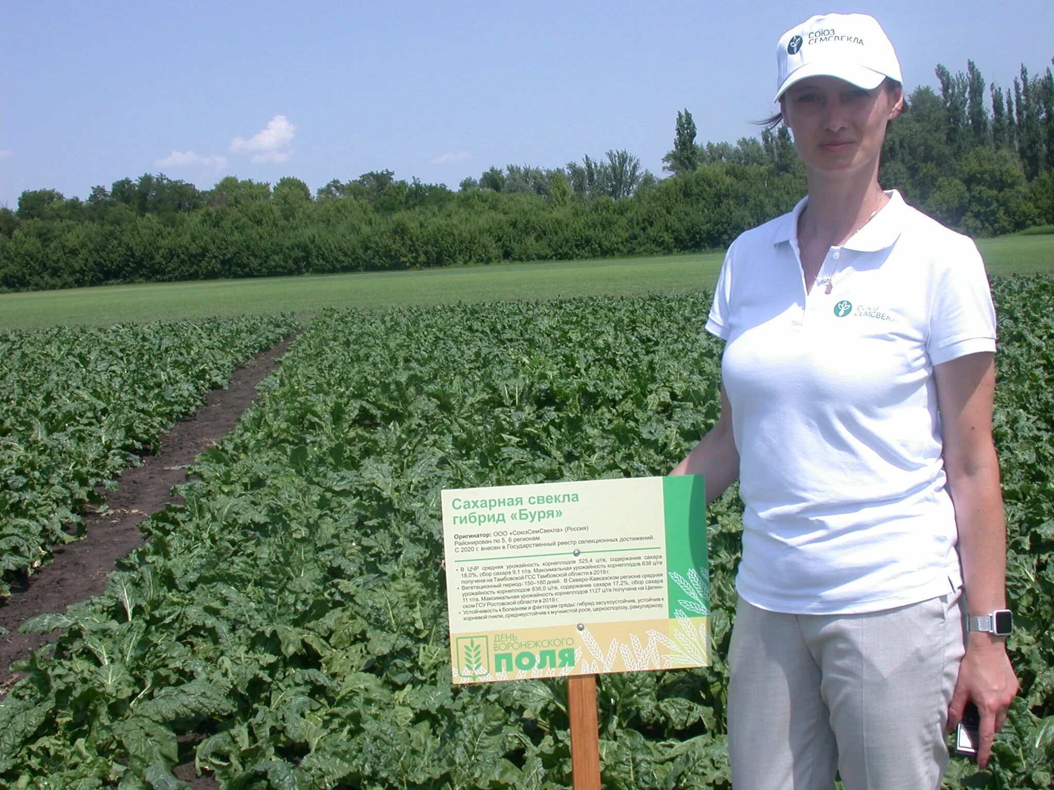 щелково агрохим. водопотребление сахарной свеклы. мелюзин гибрид сахарной свеклы. сорта и гибриды сахарной свеклы. гибрид сахарной.