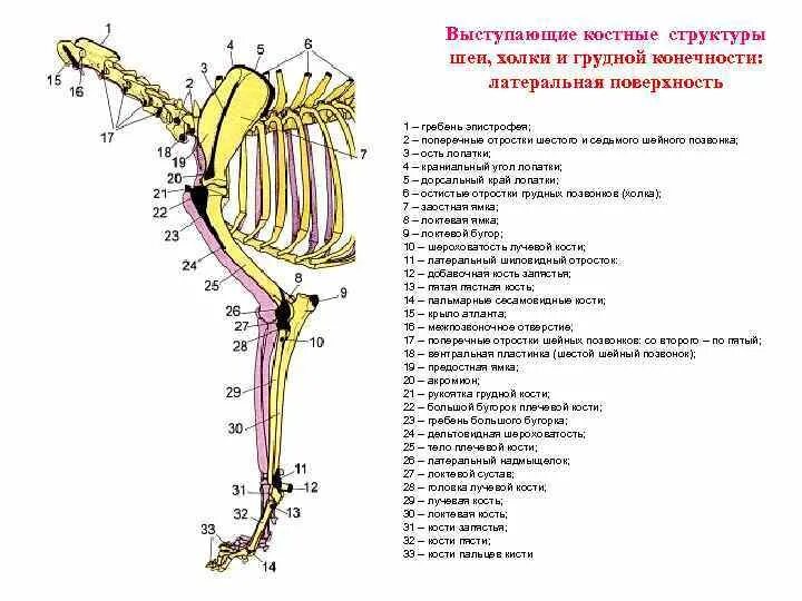 Скелет грудной конечности собаки. Топографическая анатомия грудной конечности собаки. Анатомия костей грудной конечности собаки. Плечевой сустав коровы анатомия.