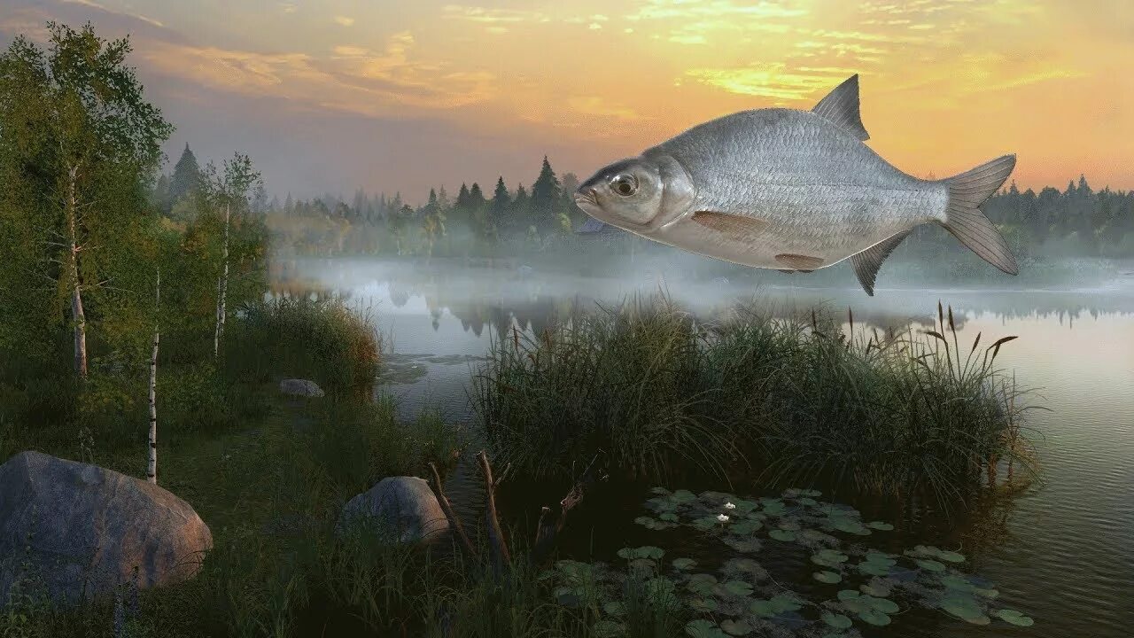 Русская рыбалка 4 лещ. Russian Fishing 4 рыба.