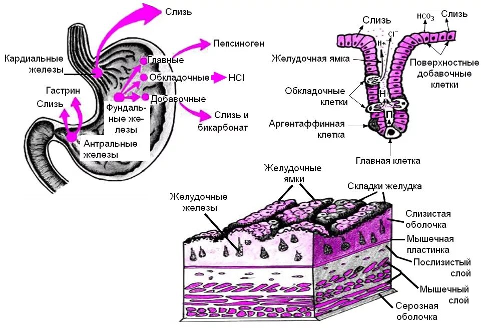 Клетки слизистой оболочки желудка секретируют. Париетальных клеток слизистой оболочки желудка. Главные клетки слизистой оболочки желудка секретируют:. Клетки секреторных отделов желез желудка. Слизь строение