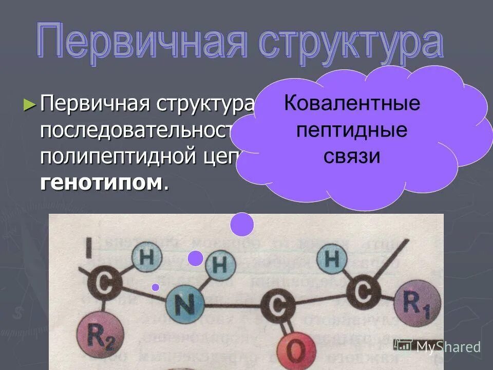 Первичная структура белка называют