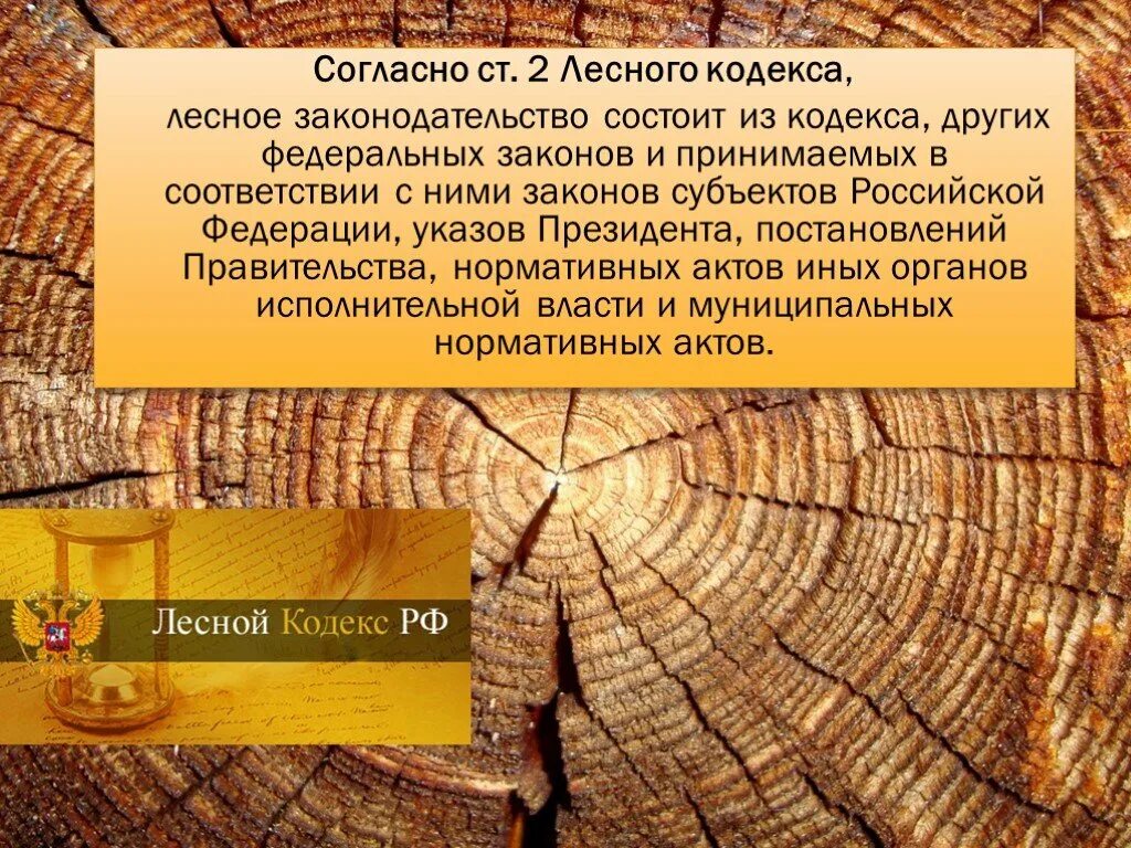 Лесное законодательство рф. Лесной кодекс 2006. Основные положения лесного кодекса. Лесной кодекс 2006 года.