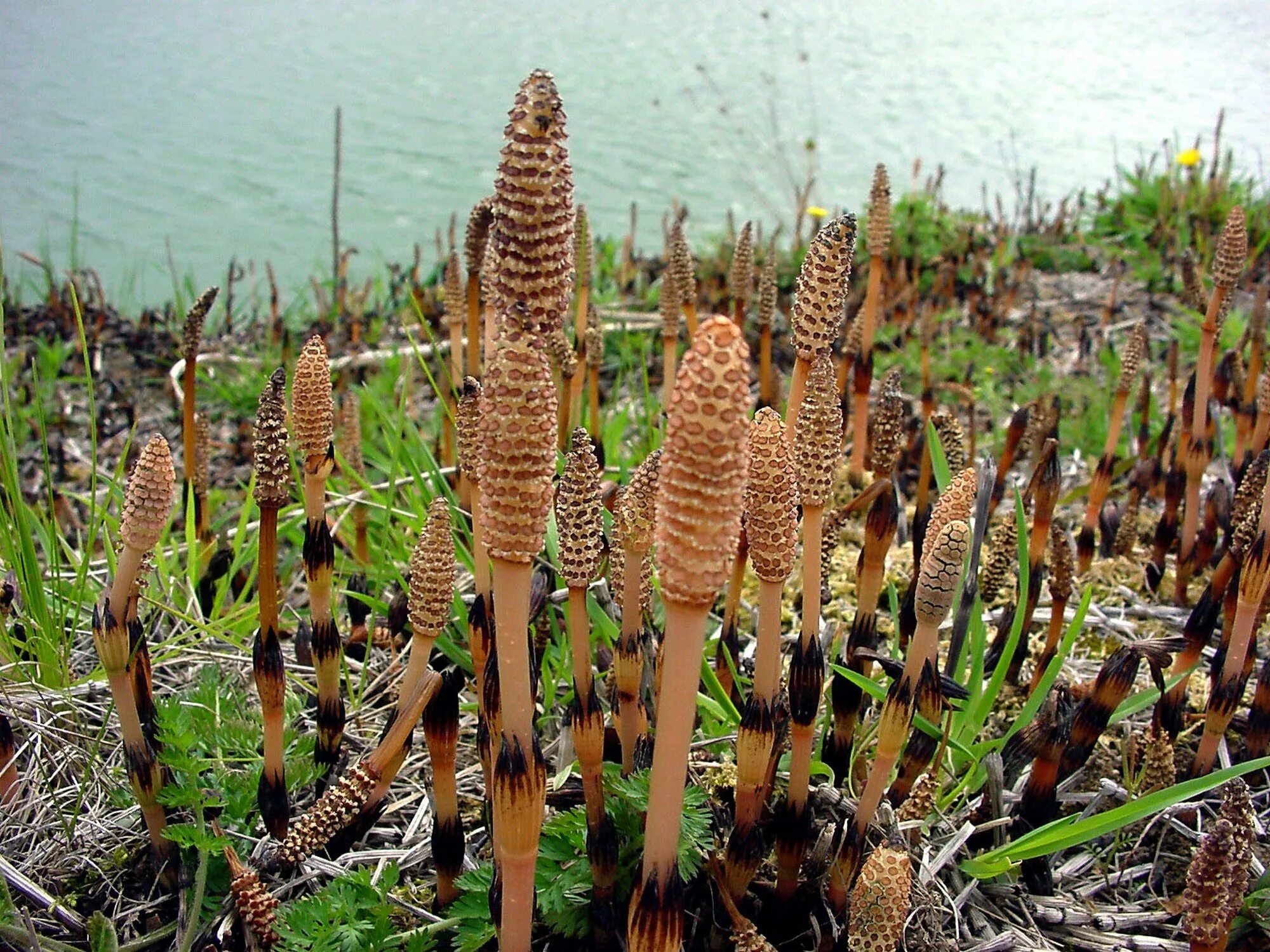 Хвощеобразные растения. Хвощ полевой (Equisetum arvense). Хвощ полевой Equisetum arvense l.. Пестики хвоща полевого. Стробил хвоща.