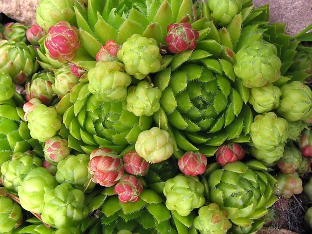 Молодило виды и сорта. Молодило (sempervivum). семпервивум молодило. молодило (sempervívum).