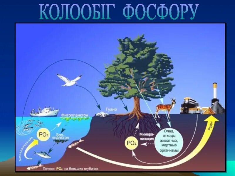Фосфор в биосфере. Схема круговорота фосфора схема. круговорот фосфора в природе схема. круговорот фосфора схема. схема круговорота фосфора в природе схема.