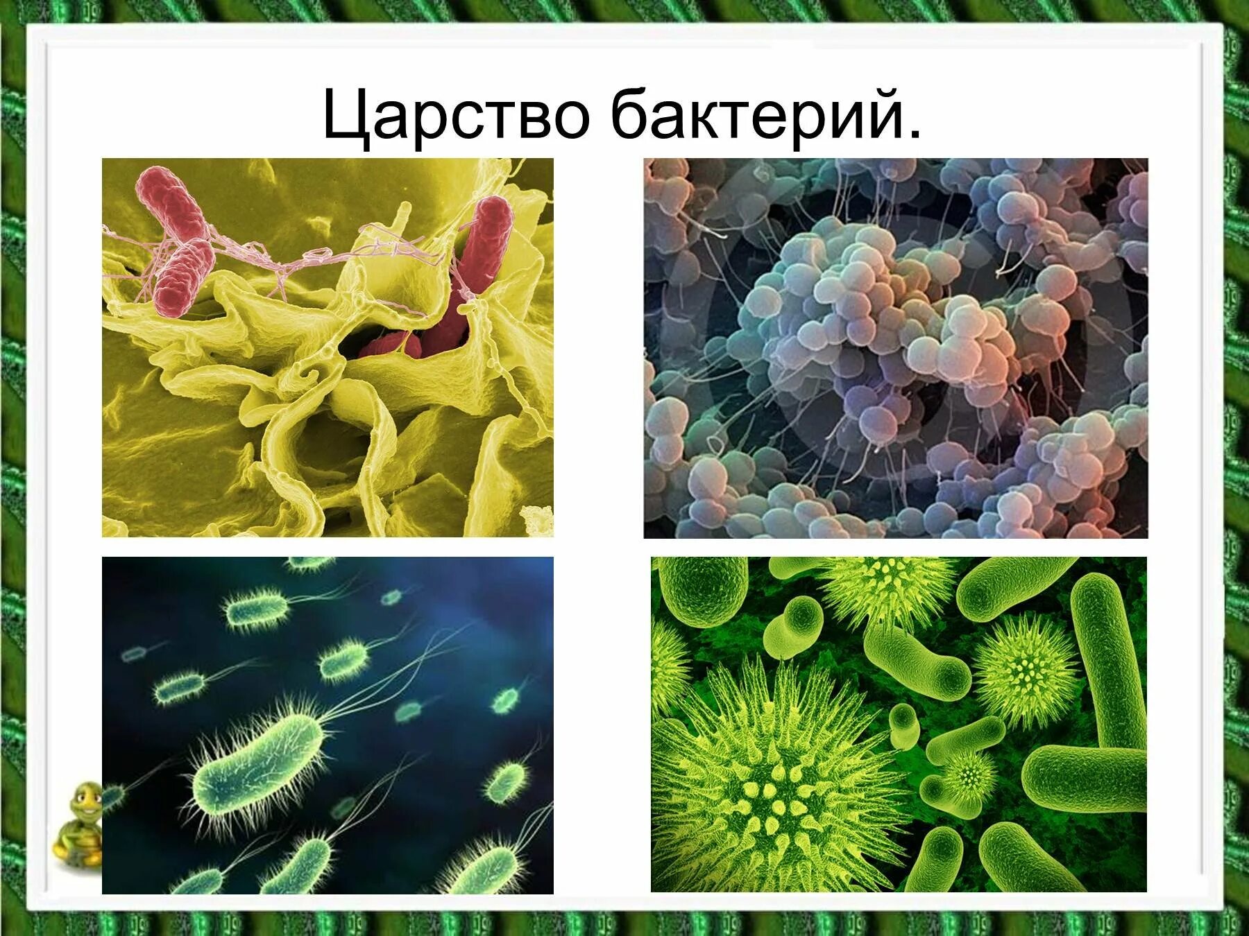 Три примера царства бактерий. Царство бактерий 2 класс. Царство живой природы 5 класс биология бактерии. Царства живой природы бактерии 2 класс. Представители царства бактерий 2 класс.