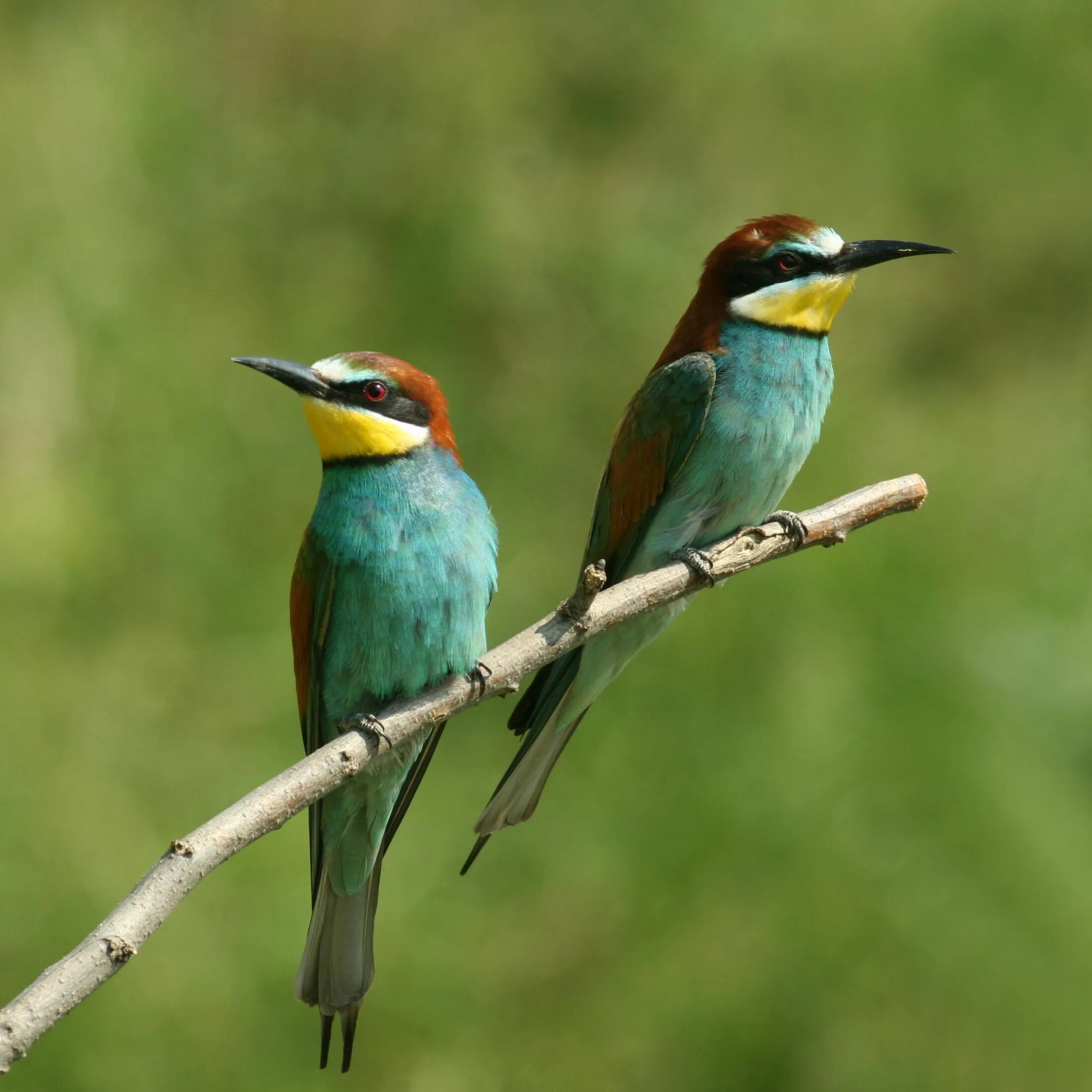Bird watcher. Птицы кипра. birdwatching. bird watching meaning.