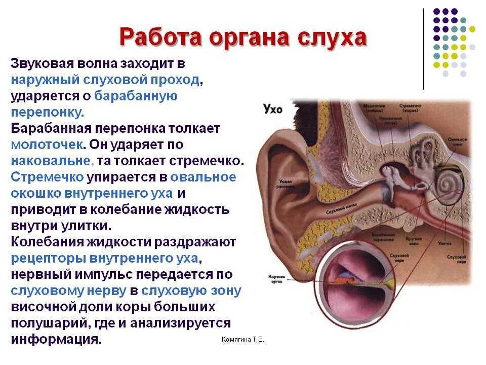 Последовательность звуковых колебаний передаются к рецепторам