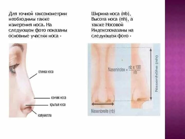 Определяем длину носа. Ширина носа. ширина переносицы. как измерить нос. высота переносицы.