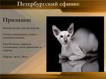 Имена котятам сфинкса