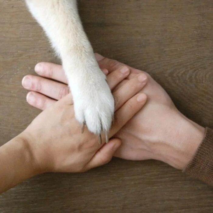 Лапы собаки и кошки. Кошачья лапа в руке человека. Лапка и рука человека. Лапа собаки. Лапа собаки и человека.