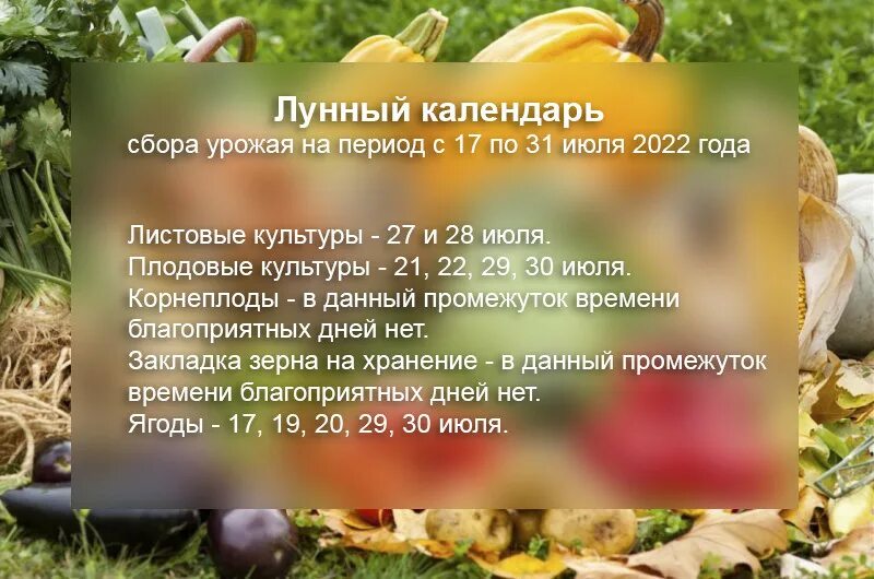 Сбор урожая по лунному календарю. Лунный календарь на август 2025. лунный календарь по сбору зимних яблок в 2025 году.