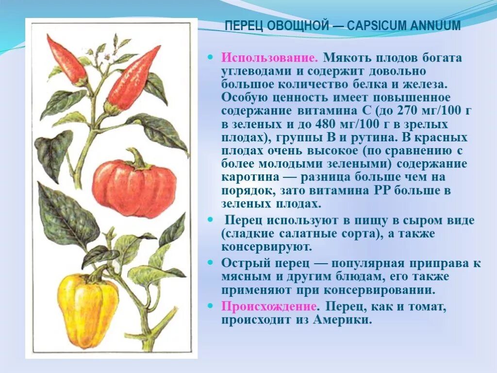 Покрытосеменные пасленовые двудольные. Семейство Пасленовые перец сладкий. Семейство двудольных семейство Пасленовые. Класс двудольные семейство Пасленовые. Овощной перец Пасленовые.