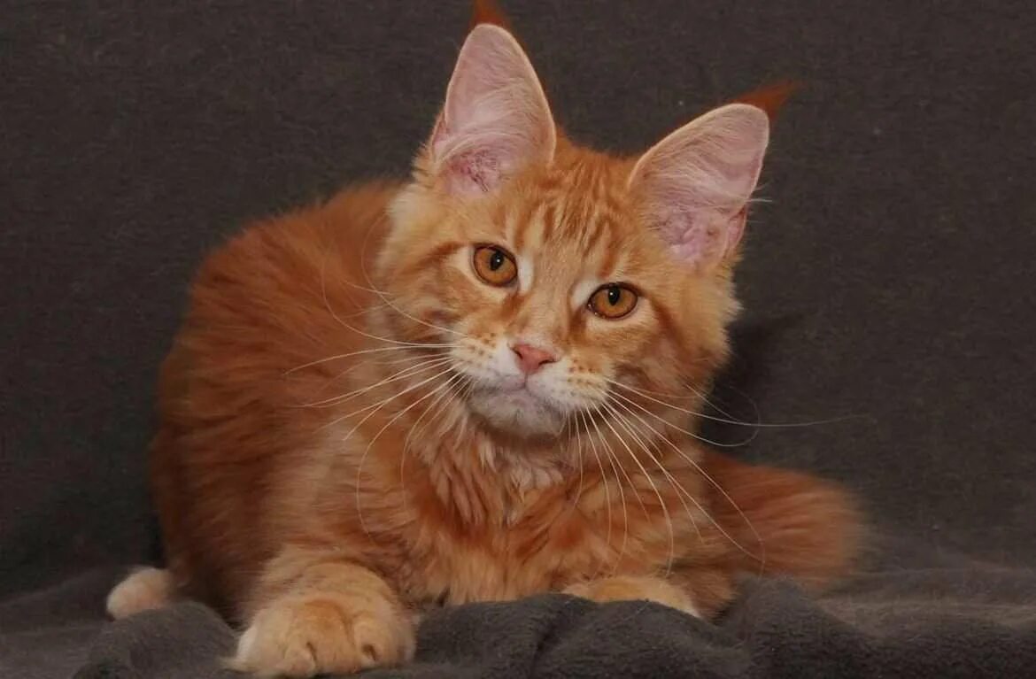 Рыжий породистый. Сибирский мейн кун рыжий. рыжий кот мейн кун. мейн кун рыжий. курильский мейн кун.