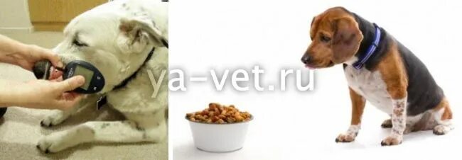 Сахарный диабет у лабрадора. Неврологический осмотр собаки. Сахарный диабет у животных симптомы. Сахарный диабет ветеринария. Сахарный диабет у животных.