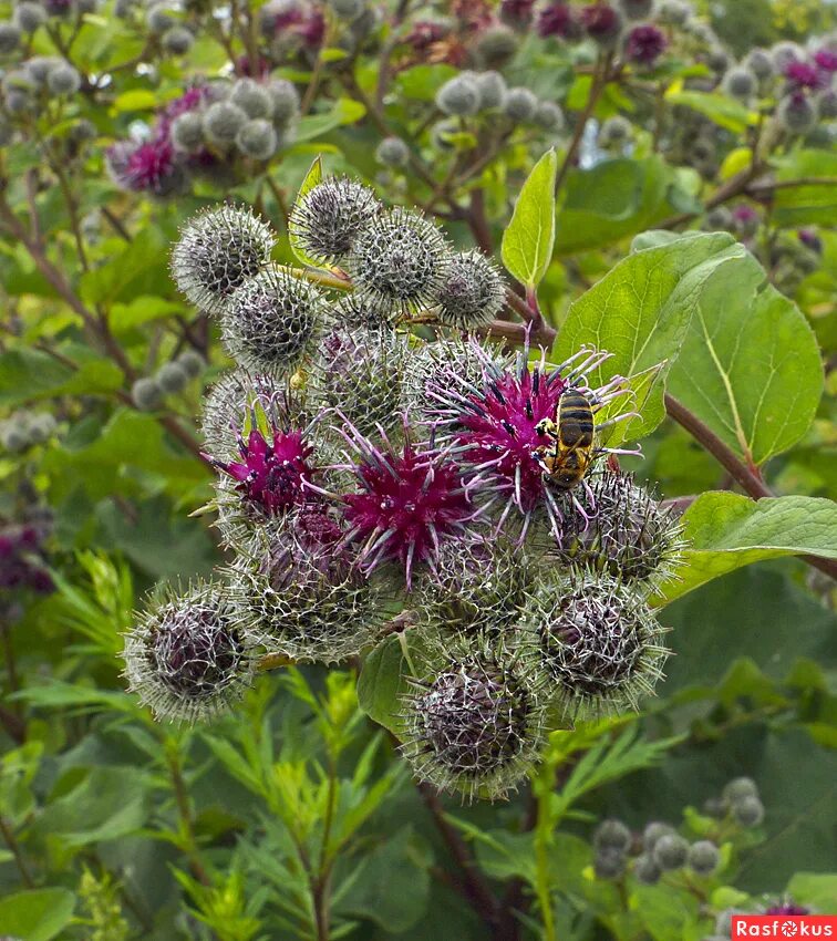 Барбарис тунберга колючки. Маленький колючий кустарник. Терновник колючий кустарник. Иглица понтийская. Барбарис обыкновенный - bеrberis vulgаris.