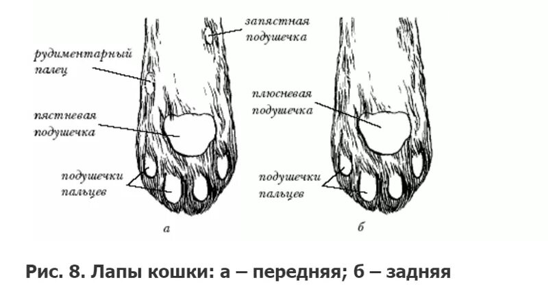 Пальцы у собак на передних лапах. Передние кошачьи лапы строение. Строение подушечки лапы кота. Передние лапы кошки строение. Строение кошачьей лапы передней.