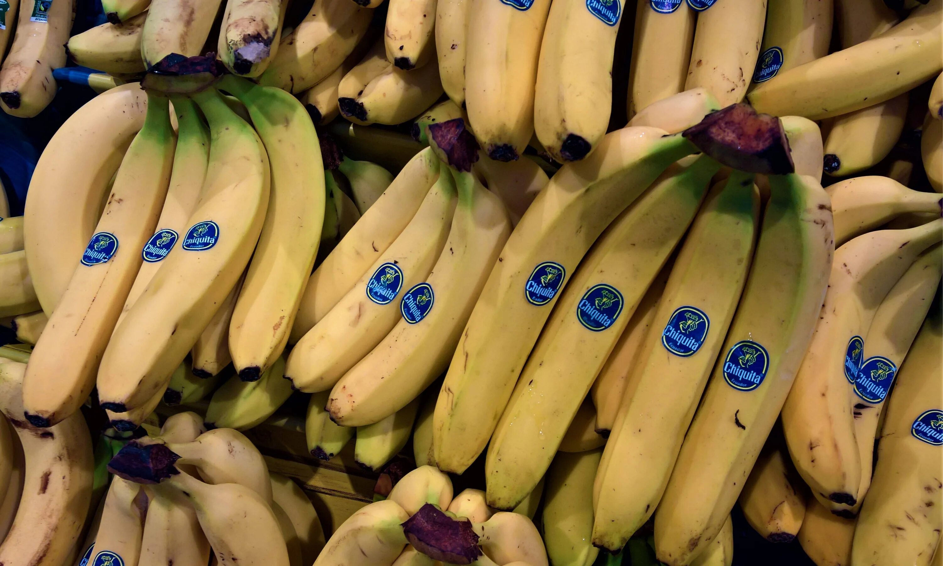 Запрет бананов из эквадора. Эквадор бананы плантации. Запрет бананов из эквадора. Эквадорские фермеры. Фирмы бананов из эквадора.