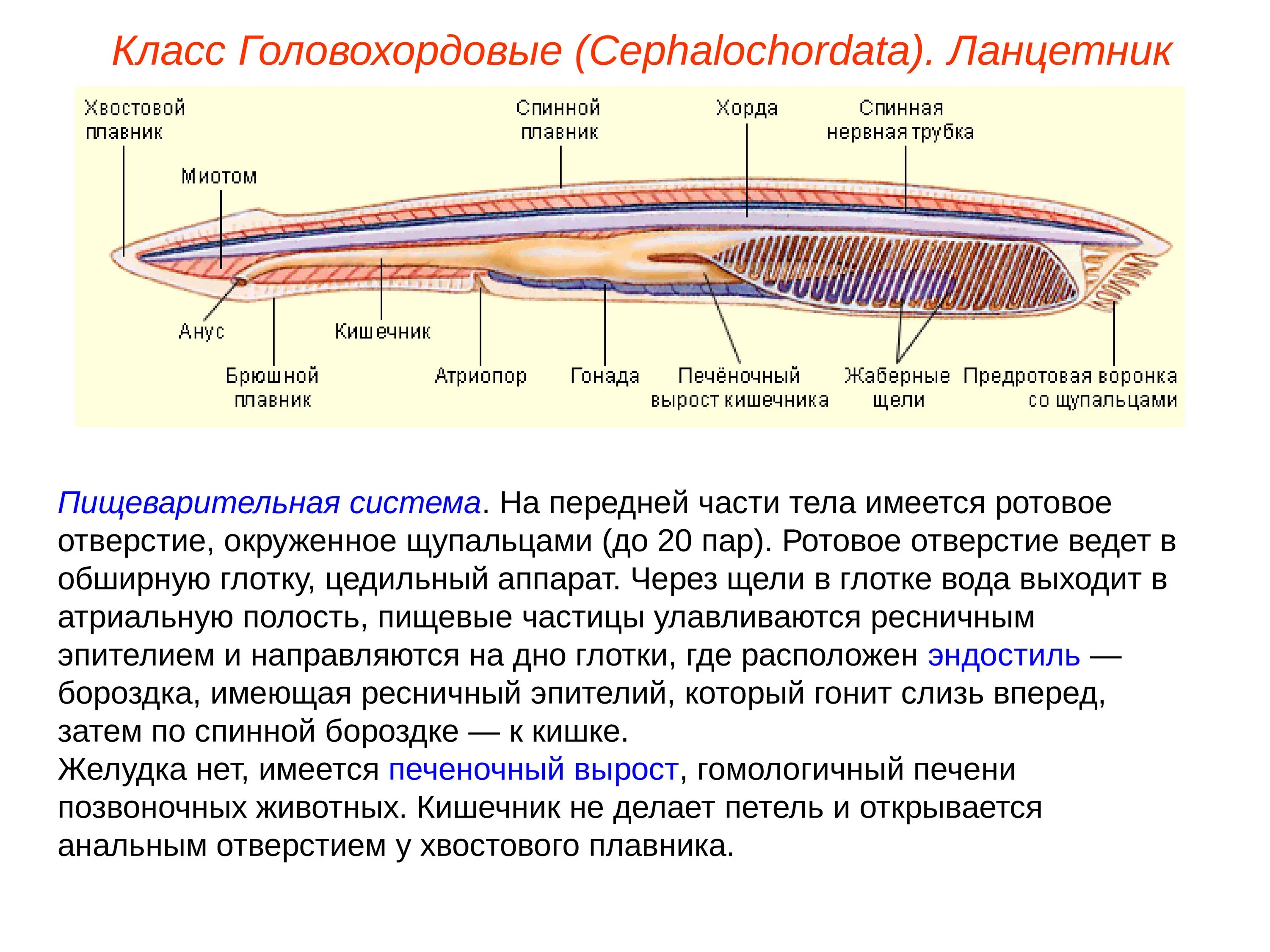 Бесчерепные ( ) класс Ланцетники таблица. Выделительная система головохордовых. Нервная система бесчерепных хордовых. Строение хорды ланцетника.