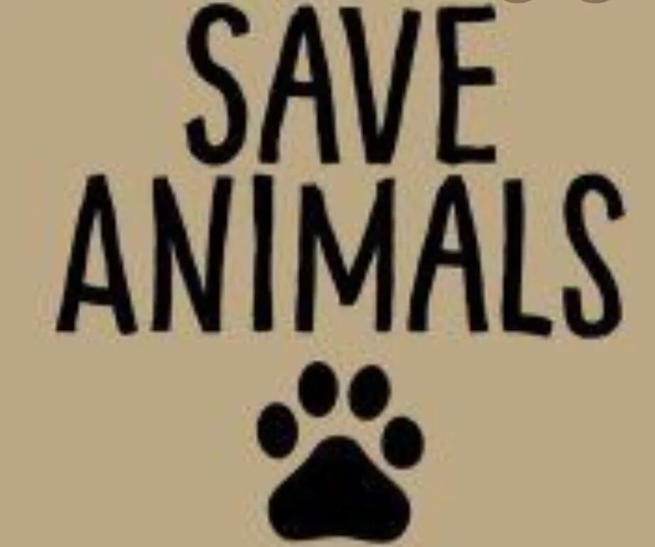 Save animals. Animals надпись. красивая надпись animals. красивая надпись энималс.