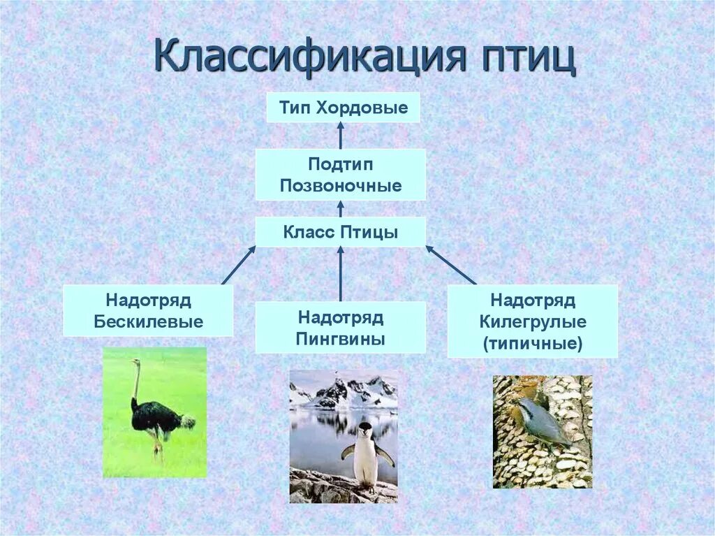 Многообразие птиц таблица. Класс птицы классификация отрядов. Систематика птиц. Разнообразие птиц отряды. Биология отряд птиц.