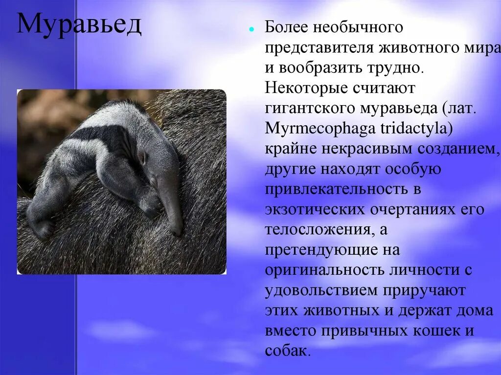 Где живет муравьед на каком. Муравьед. Муравьед презентация. Доклад про муравьеда. Муравьед животное описание.