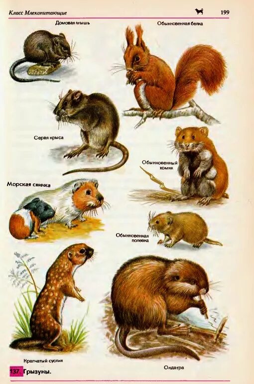 Млекопитающие. Млекопитающие для детей. Млекопитающие названия. Представители грызущих млекопитающих.