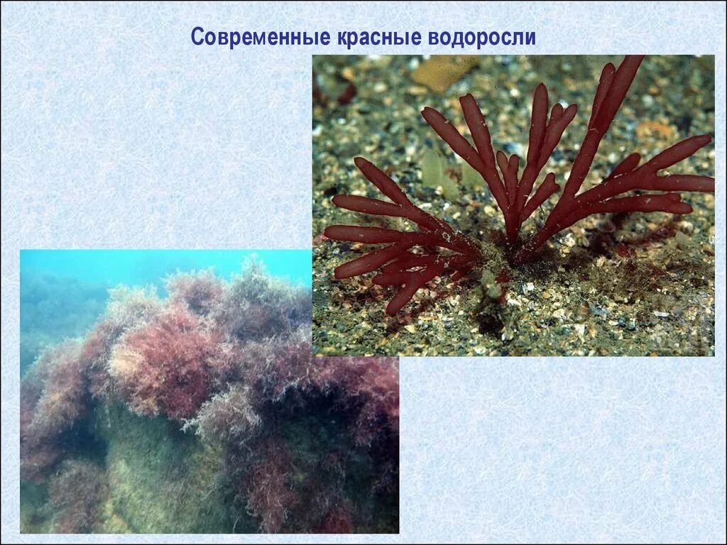 Многоклеточные красные водоросли. Одноклеточные красные водоросли. Красные водоросли одноклеточные или многоклеточные. Царство красных водорослей.