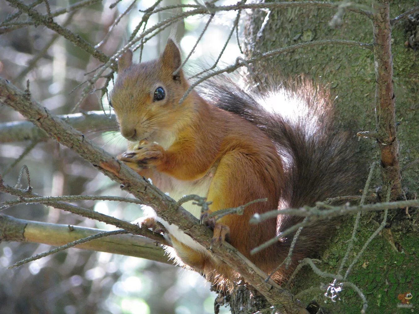 досуг благовещенск белочки