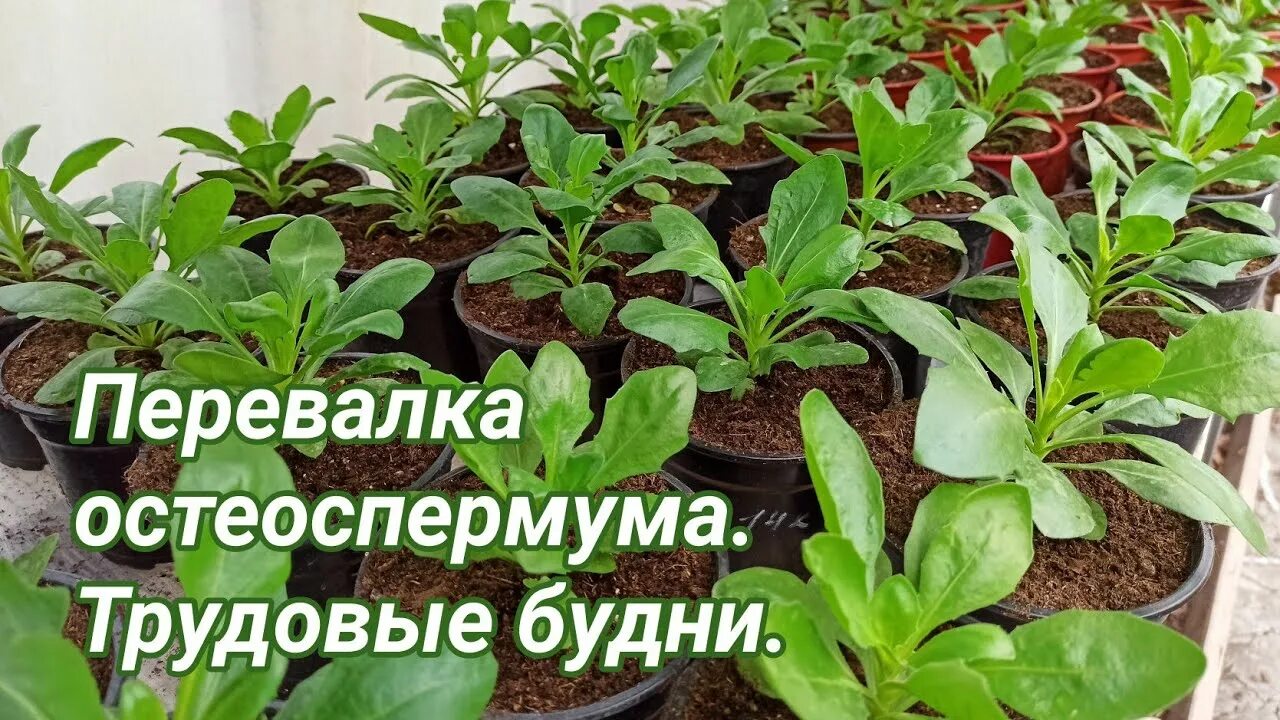 Остеоспермум рассада прищипывание рассады. Остеоспермум рассада. Остеоспермум черенки. Рассада остеоспермум рассада. Как прищипывать остеоспермум.