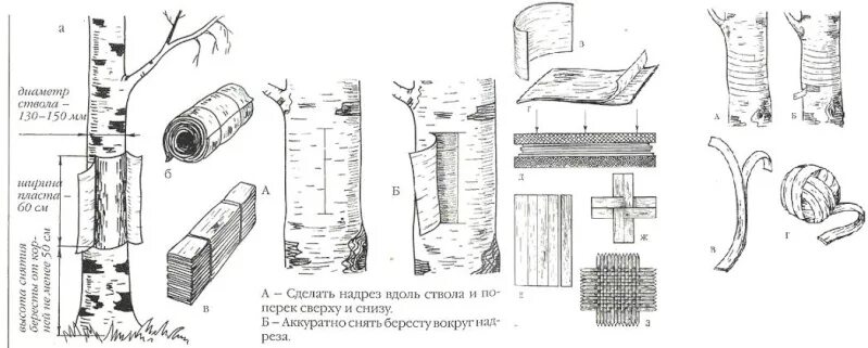 Рассказ берестяная трубочка. Способы заготовки бересты. Схема снятия бересты. Инструмент для заготовки бересты. Заготовка бересты для поделок.